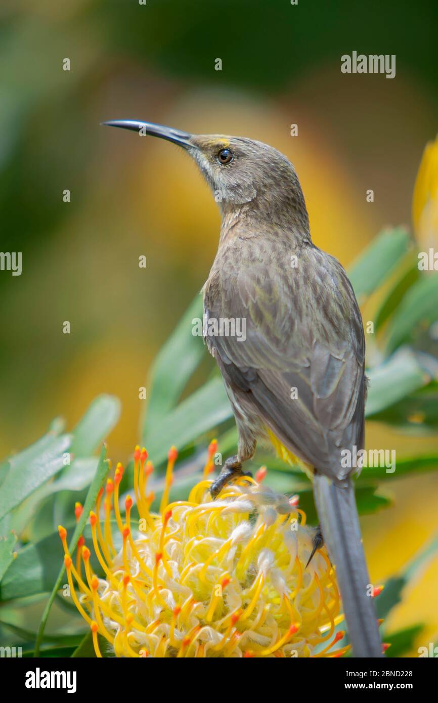 Sugarbird (Promerops cafer) en un protea Pincoship (Leucospermum sp) en el Reino de las Flores del Cabo, Ciudad del Cabo, Sudáfrica. Endémico de los fynbos r Foto de stock