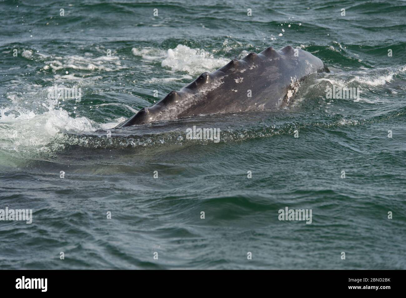 Superficie de ballena gris (Eschrichtius robustus), Laguna San Ignacio, Baja California, México Foto de stock