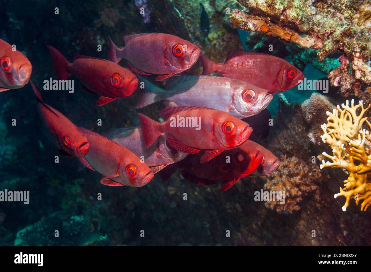 Gran Ojo de pez (Priacanthus hamrur). Egipto, el Mar Rojo. Foto de stock