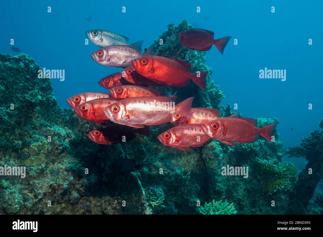 Gran Ojo de pez (Priacanthus hamrur). Egipto, el Mar Rojo. Foto de stock