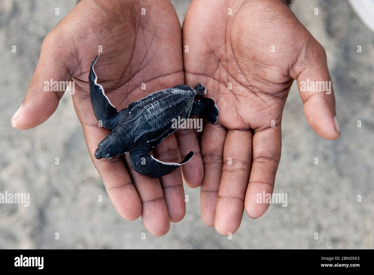 Bebe De La Piel De La Piel Dermochelys Coriacea Sostenido En Mano Humana De Eki Del Personal De Wwf Sorong Jamursbamedi Papua Occidental Indonesia Fotografia De Stock Alamy
