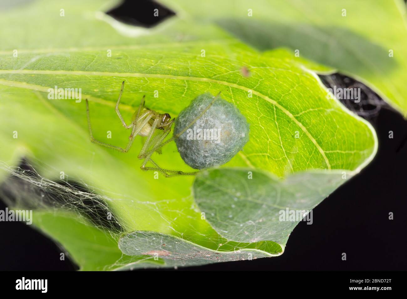 Araña con patas de peine (Enoplognatha ovata) hembra que protege el saco de huevo en hoja de roble enrollada, South Yorkshire, Inglaterra, Reino Unido, diciembre. Septiembre. Enfoque-sta Foto de stock