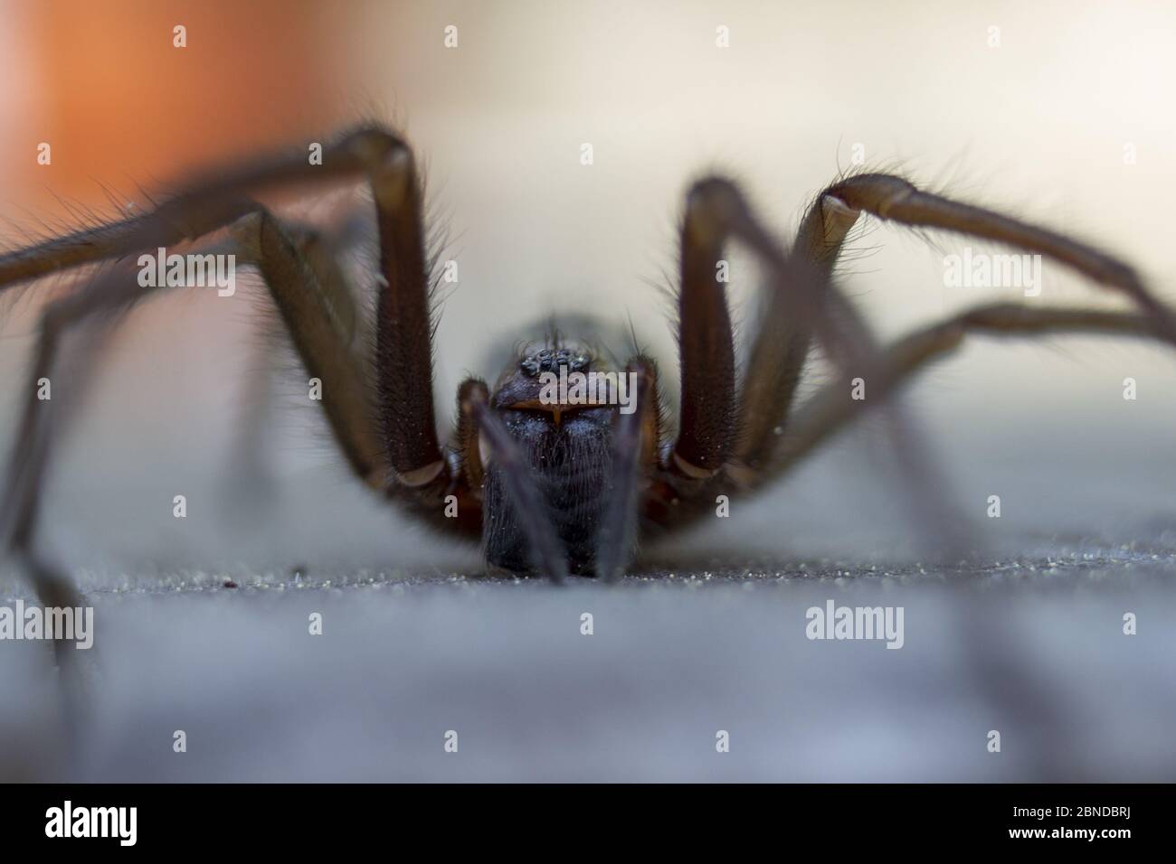 Detalle de la araña de la casa gigante eratigena artica en madera Foto de stock