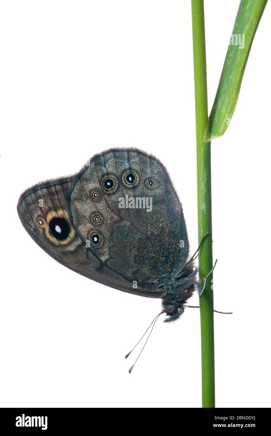 Mariposa parda de la pared norte (Lasiommata petropolitana) Finlandia Meetyourneighbors.net proyecto Foto de stock