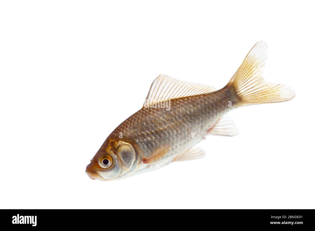 El Pez Dorado Es Vertebrado O Invertebrado Pez dorado (Carassius auratus) especie introducida, Borgoña, Francia,  abril. Meetyourneighbors.net proyecto Fotografía de stock - Alamy