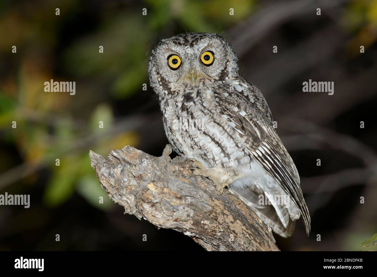 Whiskered Screech-Owl (Megascops trichopsis) por la noche. Condado de Pima, Arizona, EE.UU. Abril. Foto de stock
