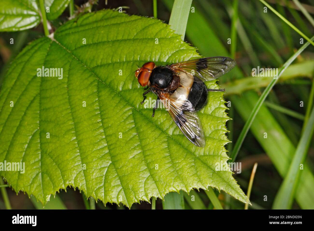Gran mosca de la hoja (Volucella pellucens) descansando en la hoja en el borde del bosque, Cheshire, Inglaterra, Reino Unido, julio. Foto de stock