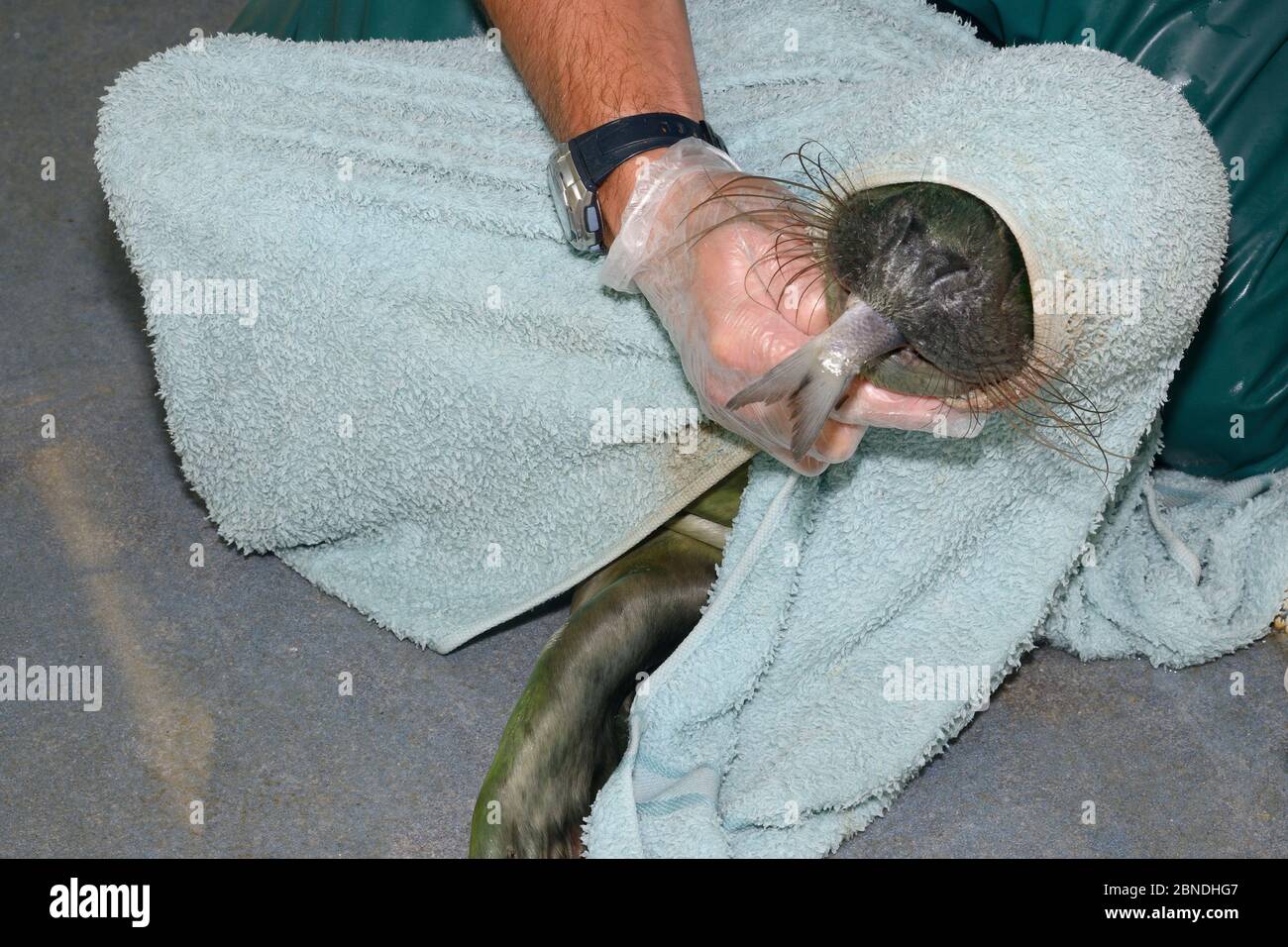 Cachorro de foca gris (Halichoerus grypus) 'Jack de un ojo' envuelto en una toalla mientras se alimenta a mano a un pez en un cubículo en el hospital Cornish Seal Sanctuary Foto de stock