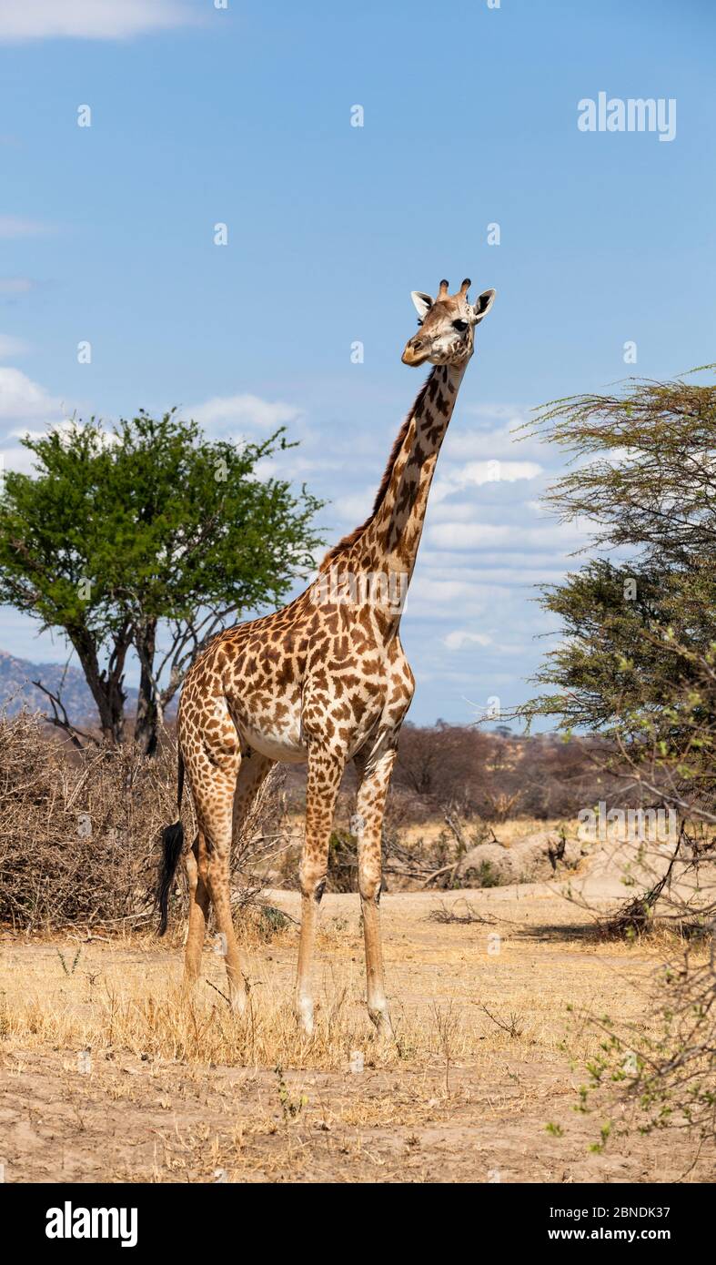 Retrato de jirafa Masai (Giraffa camelopardalis tippelskirchi), Parque Nacional Ruaha, Tanzania, África Oriental, septiembre. Foto de stock