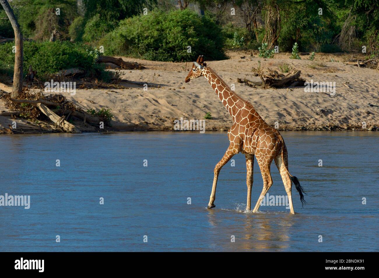 Jirafa reticulada (Giraffa camelopardis reticulata) cruzando el río, Parque Nacional Samburu, Kenia, octubre. Foto de stock