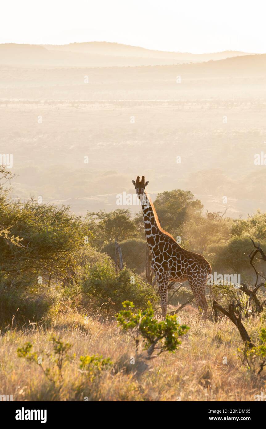 Giraffe reticulada (Giraffa camelopardalis reticulata) en un hábitat árido de matorrales al amanecer. Laikipia, Kenia. Febrero. Foto de stock
