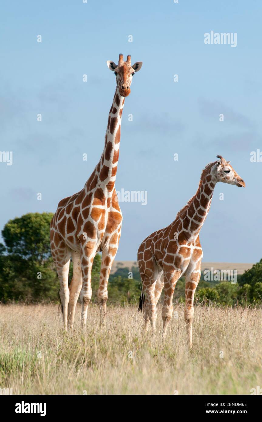 Giraffe reticulada (Giraffa camelopardalis reticulata) joven de pie con madre, Laikipia, Kenia. Octubre. Foto de stock