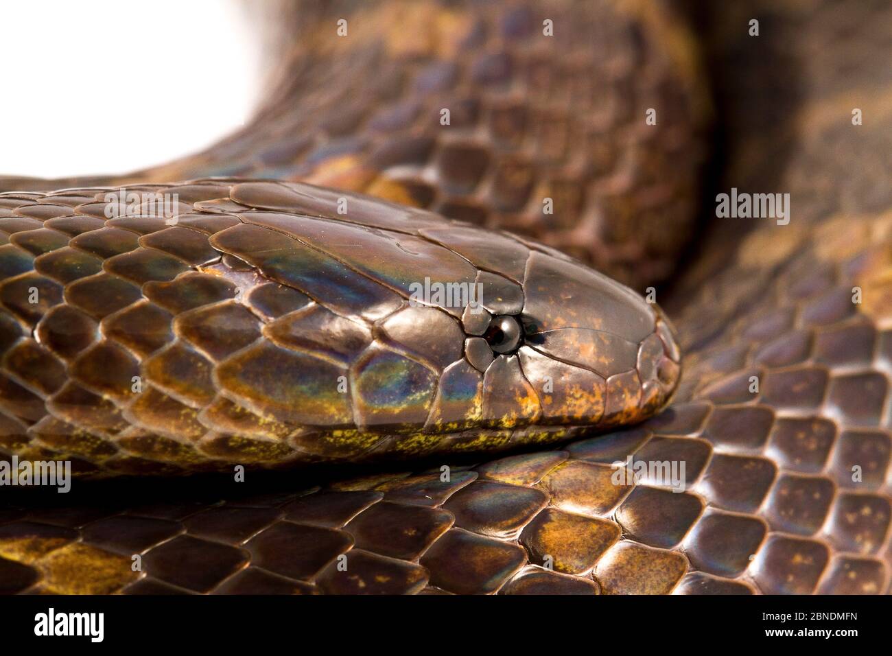 Boie's Ground Snake (Atractus badius) San José de Payamino, Ecuador Meetyourneighbors.net proyecto Foto de stock