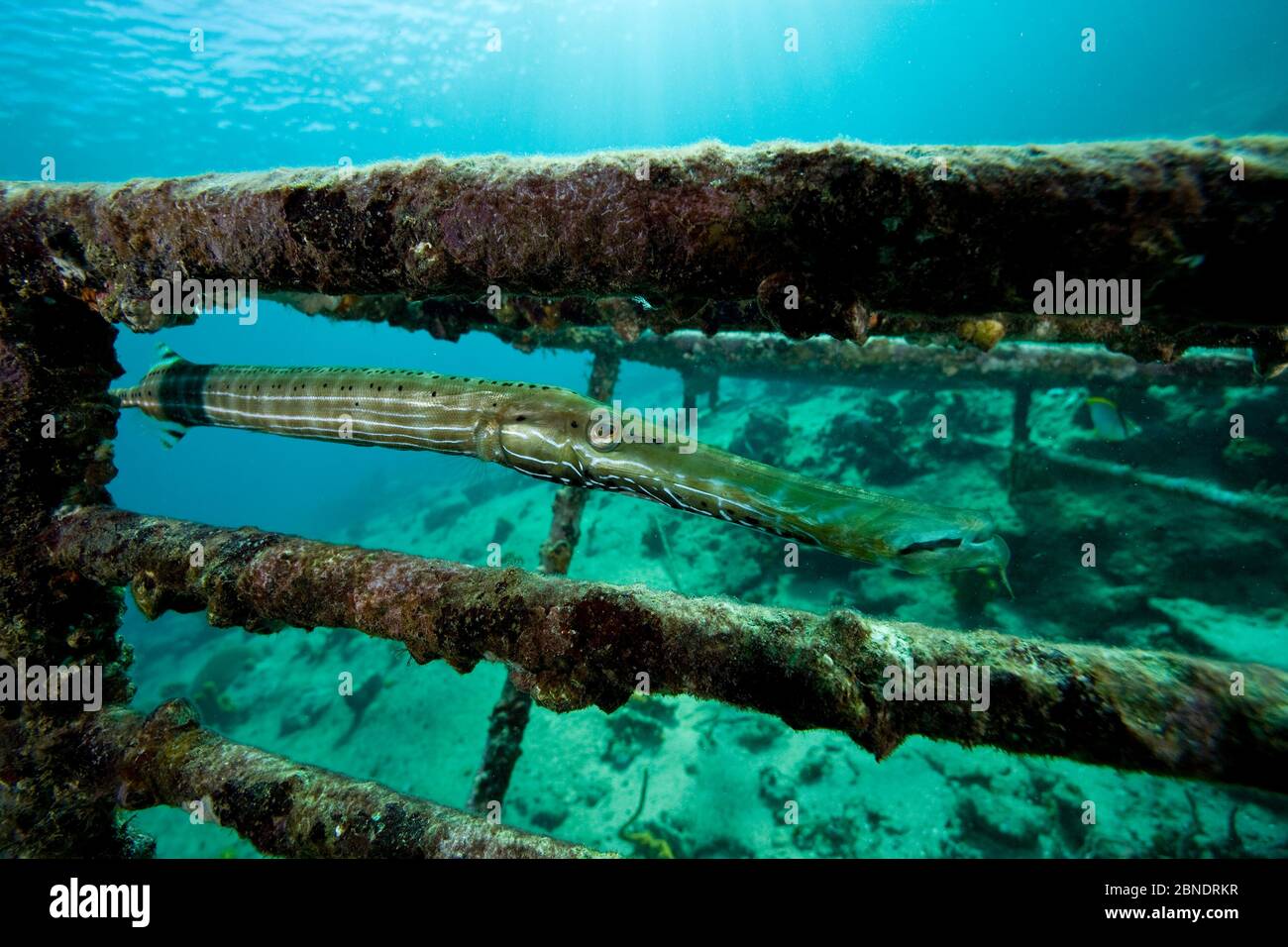 Trompeta (Alusostomus maculatus) sobre el naufragio, Santa Lucía, Camaguey, Cuba, Mar Caribe, Océano Atlántico Foto de stock