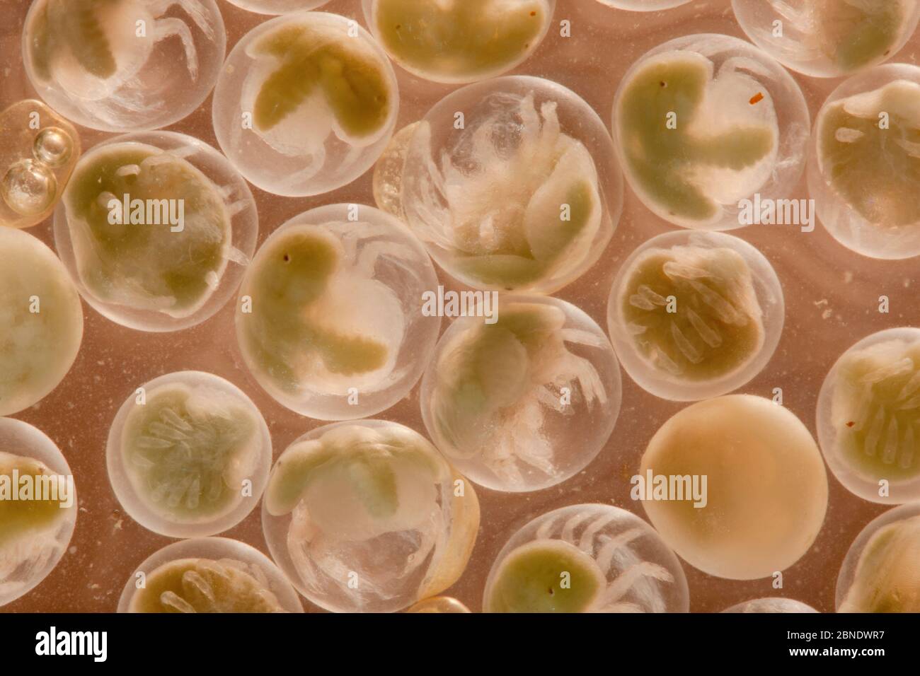 Cangrejo herradura (Limulus polyphemus) embriones, la bahía de Delaware, Nueva Jersey, EE.UU., Junio. Foto de stock