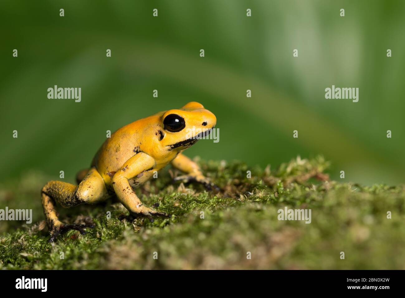 Rana de dardo venenoso dorado (Phyllobates terribilis) cautiva, endémica de Colombia. Esta especie es la rana más venenosa del mundo, con un miligra Foto de stock