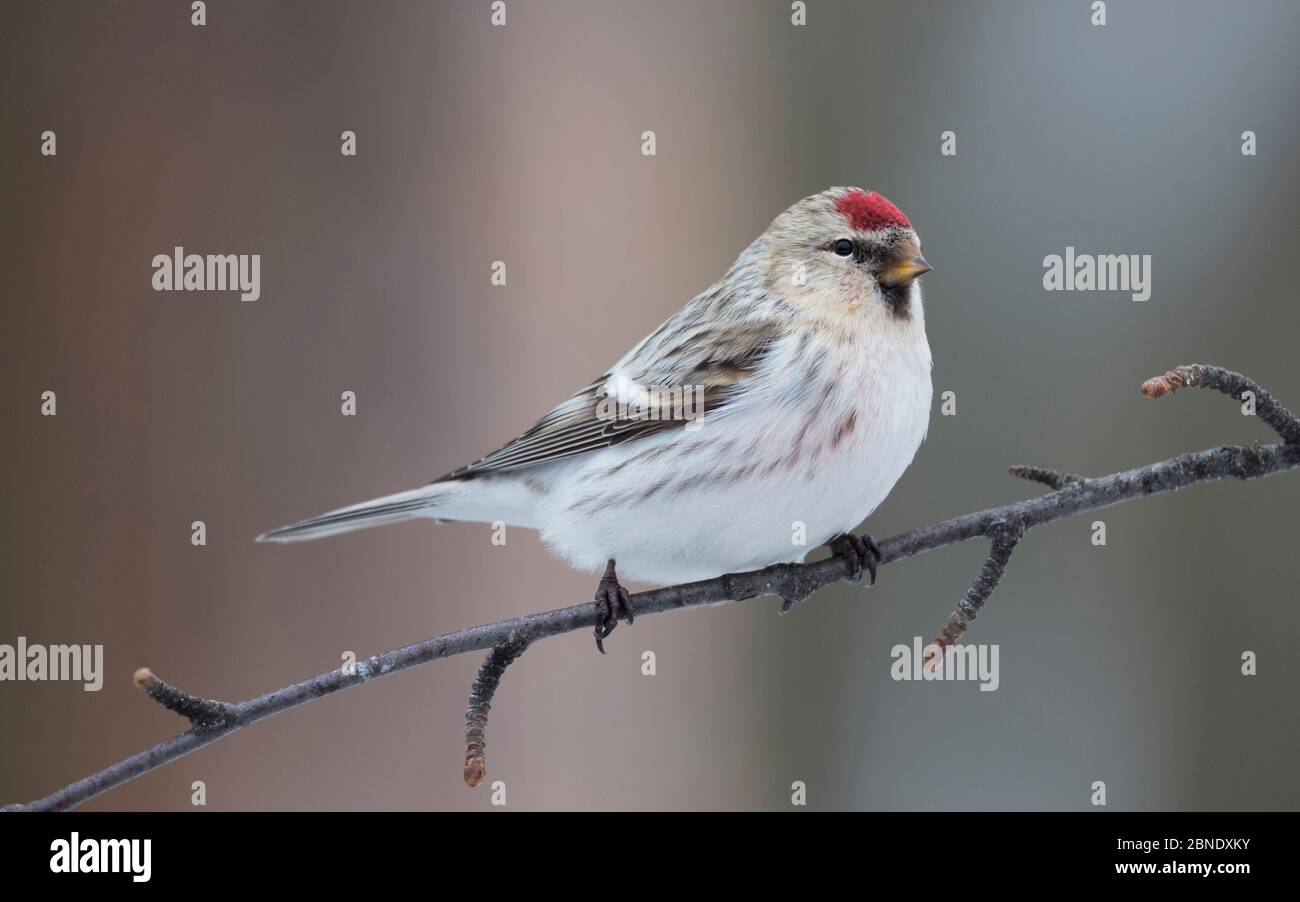 Arctic Redpoll (Carduelis hornemanni), en invierno, Laponia, Finlandia, abril. Foto de stock