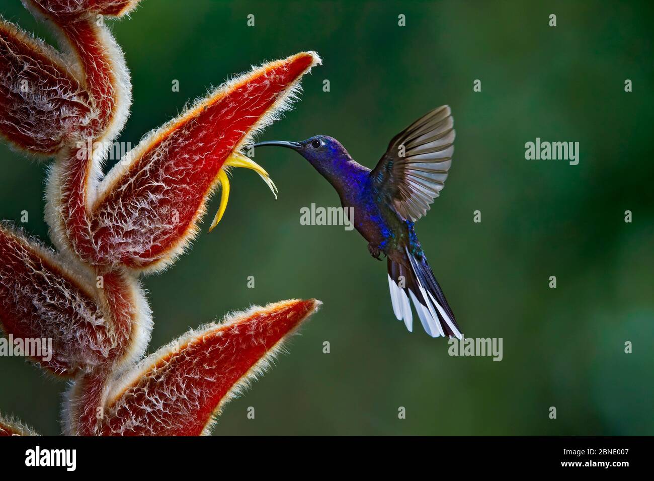 Colibrí de sabreala violeta (Campylopterus hemileucurus) colibrí adulto macho alimentado de Heliconia sp. Parque Nacional Juan Castro, Costa Rica. Foto de stock
