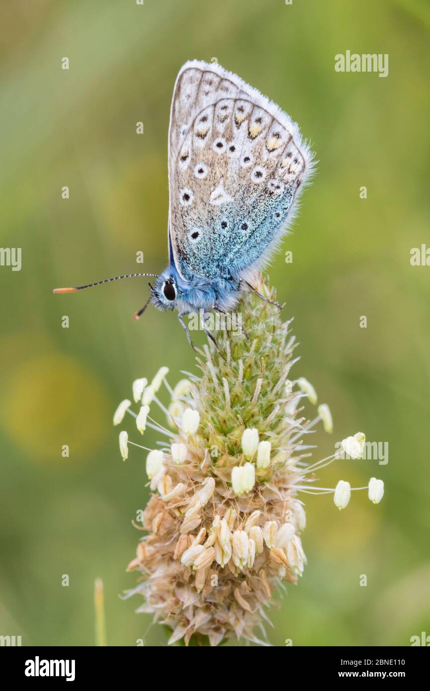 Mariposa azul común macho (Polyommatus icarus) en plátano, Reserva Natural de Sutcliffe Park, Eltham, Londres, Inglaterra, junio. Foto de stock