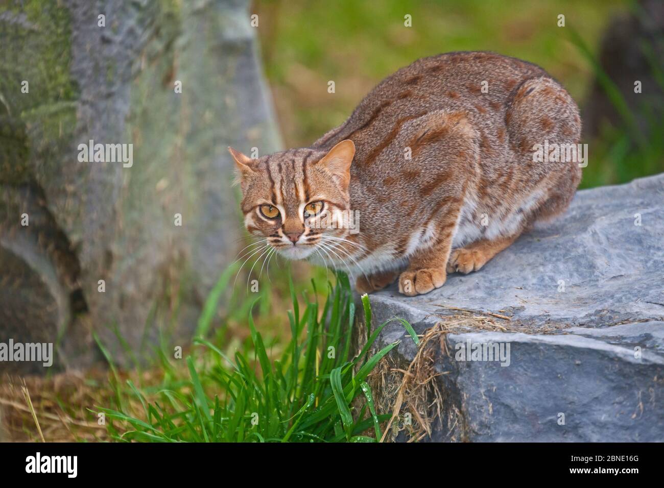 Macho Rusty manchado gato, raza de Sri Lanka (Prionailurus rubiginosus  phillipsi) agacharse en roca, cautivo, se produce en Sri Lanka. Especies  vulnerables Fotografía de stock - Alamy