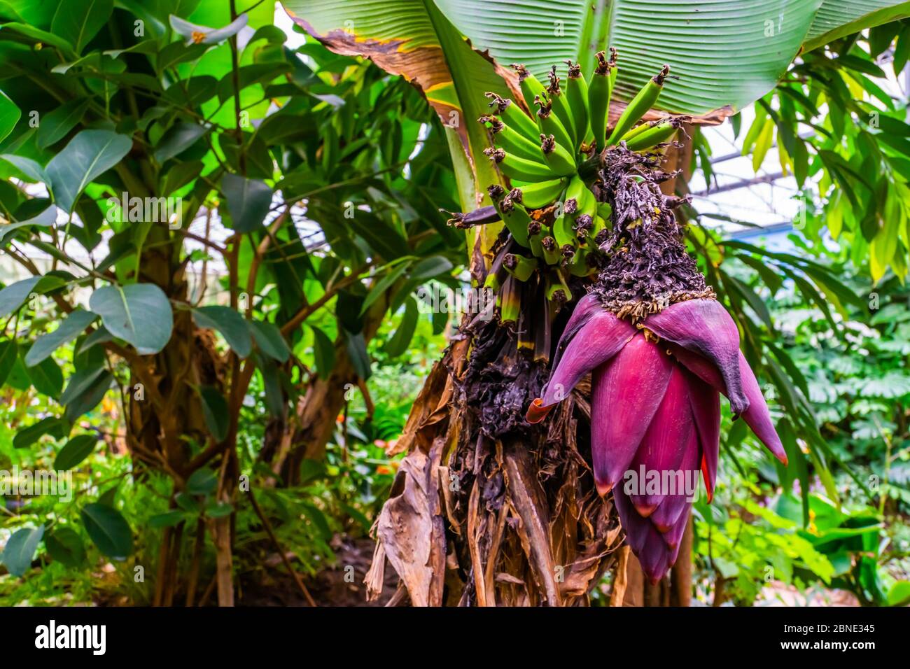 cierre de un manojo de plátanos con una flor rosa grande, especie de planta tropical de Australia Foto de stock