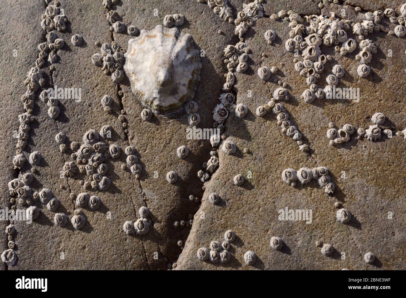 Limpet común (Patella vulgata) y los jóvenes clavel de maíz (Semibalanus balanoides) Unidos a las rocas en la orilla del mar, norte de Cornwall, Reino Unido, septiembre. Foto de stock