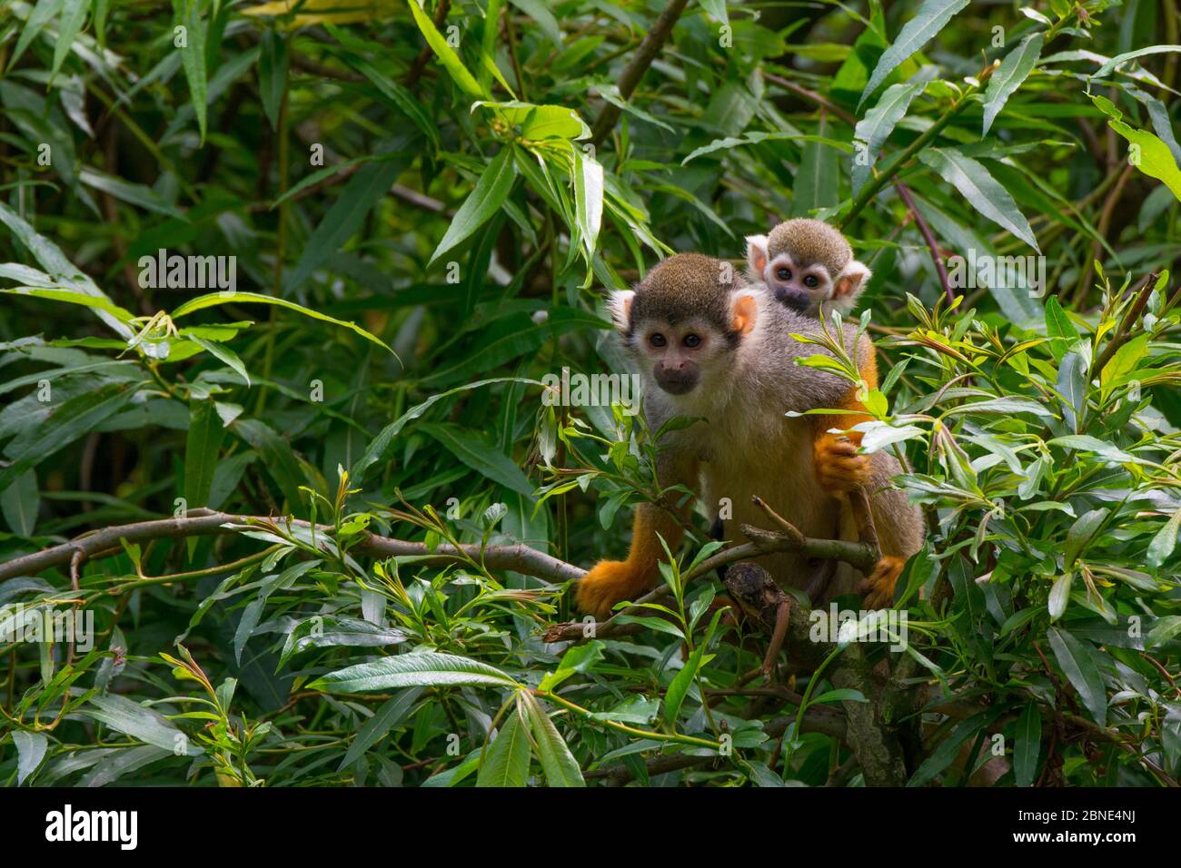 Bolivia Mono Ardilla De Cabeza Negra Saimiri Boliviensis Que Lleva A Bebe Cautivo Ocurre En Bolivia Brasil Y Peru Fotografia De Stock Alamy