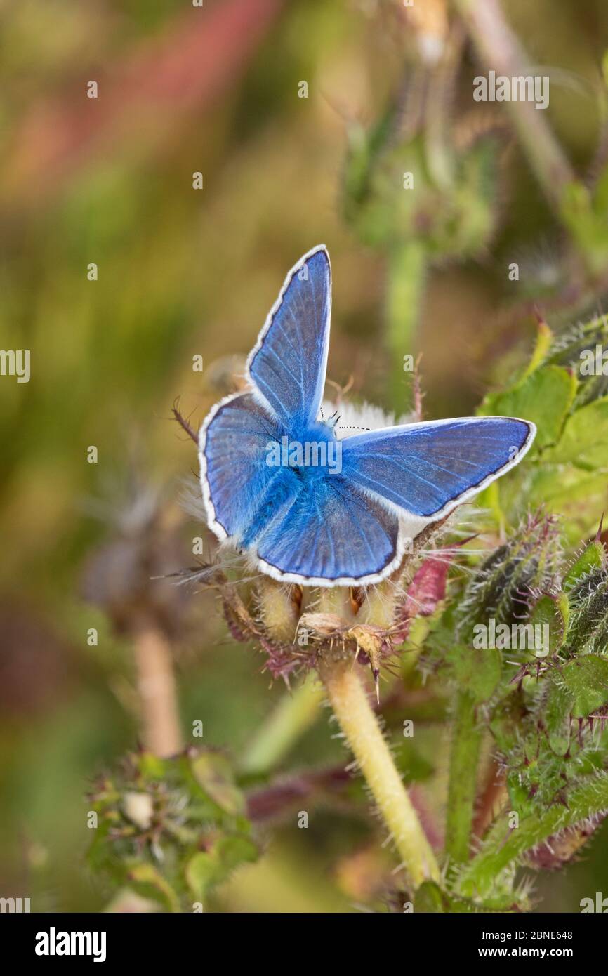 Mariposa azul común macho (Polyommatus icarus) Reserva Natural del Parque Sutcliffe, Londres, Eltham, Londres, Reino Unido. Agosto Foto de stock