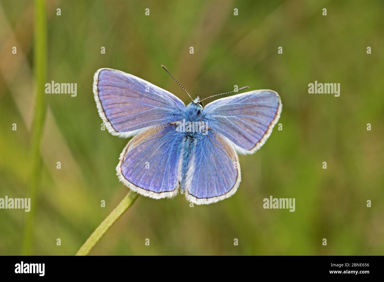 Mariposa azul común macho (Polyommatus icarus) Reserva Natural del Parque Sutcliffe, Londres, Eltham, Londres, Reino Unido. Agosto Foto de stock