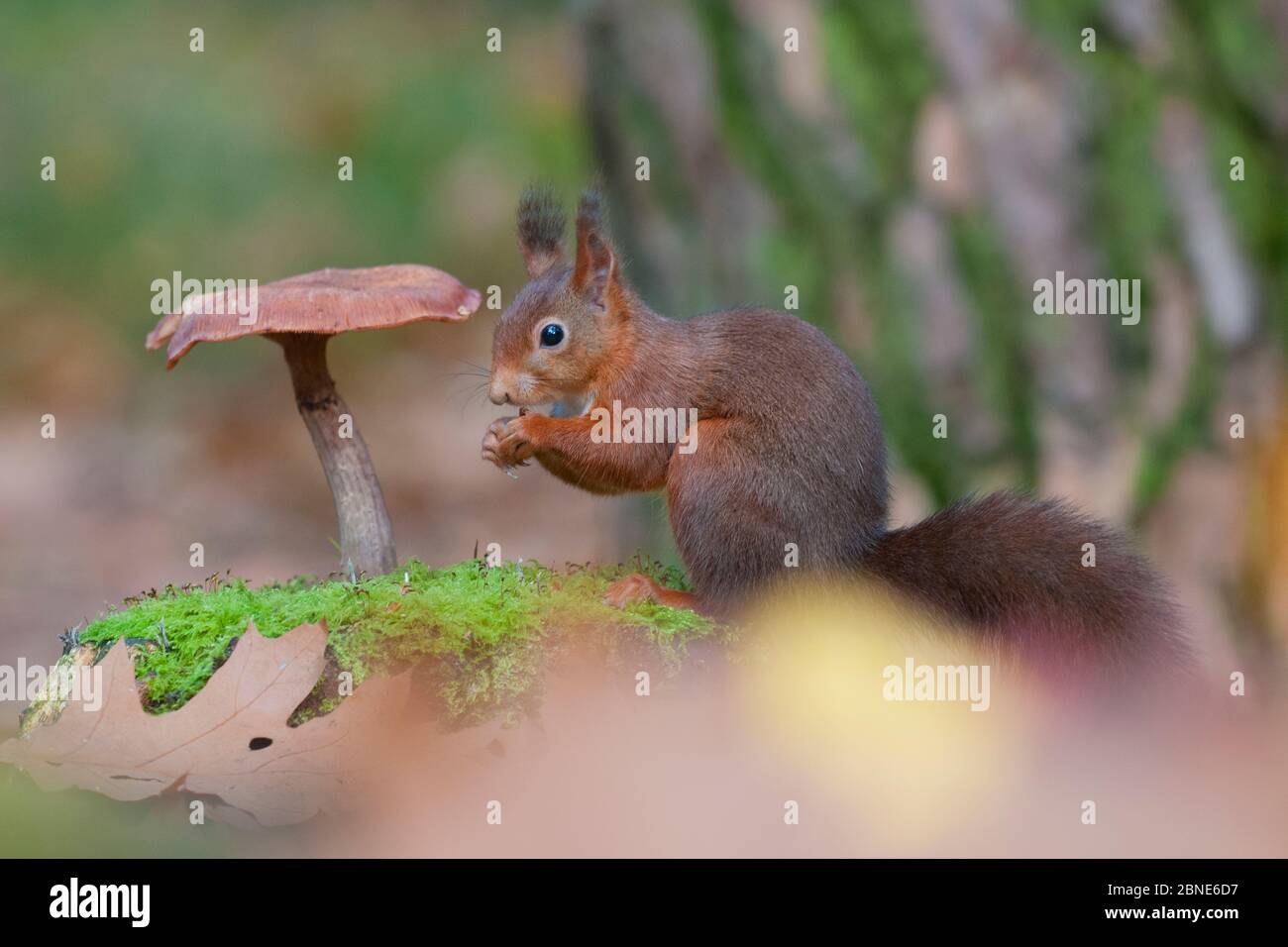 Squirrel Rojo (Sciurus vulgaris) alimentándose, sentado en musgo junto a hongos, Holanda, Octubre. Foto de stock