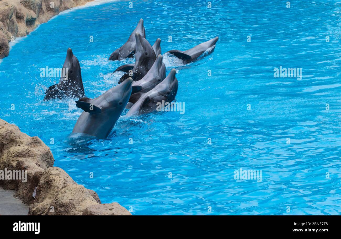 Grupo de delfines saltan de la piscina en Loro Park Tenerif Foto de stock