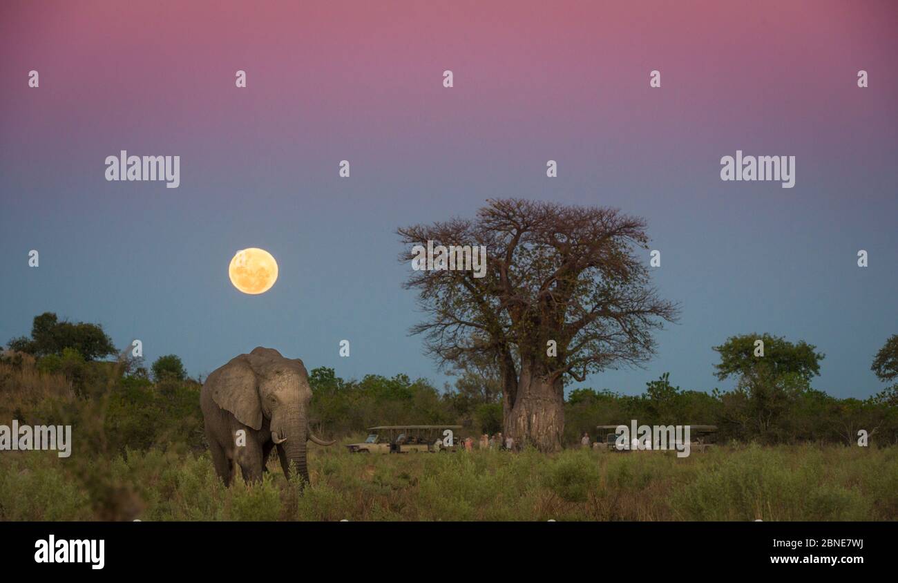 Elefante africano (Loxodonta africana) pastando en un campo abierto con una luna llena que se eleva cerca del árbol de Baobab (Adansonia digitata). Con turistas en safari Foto de stock
