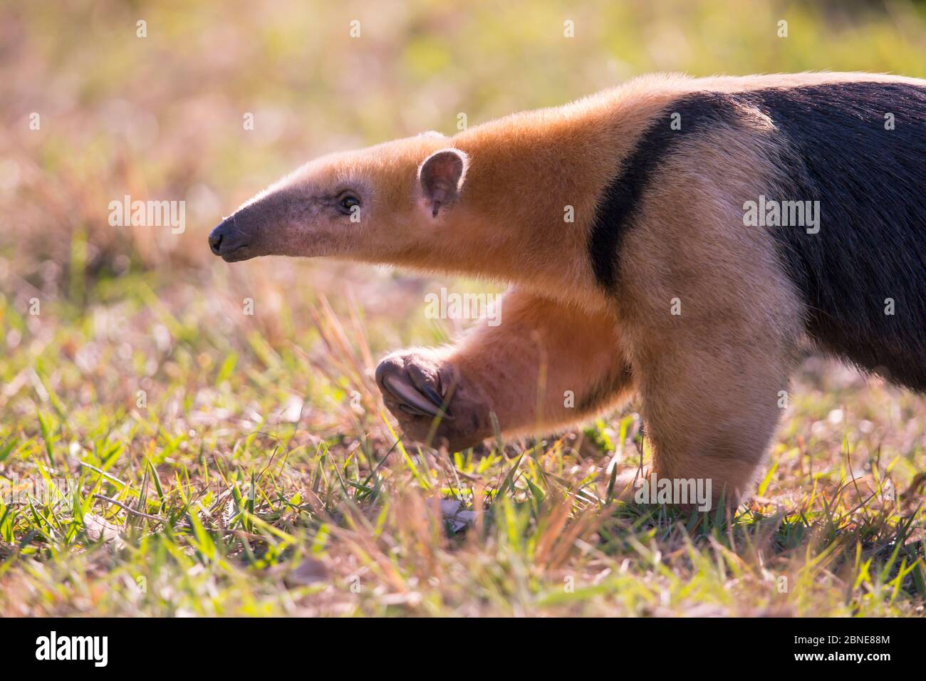 Sur de Tamandua (Tamandua tetradactyla) Pantanal, Brasil. Foto de stock