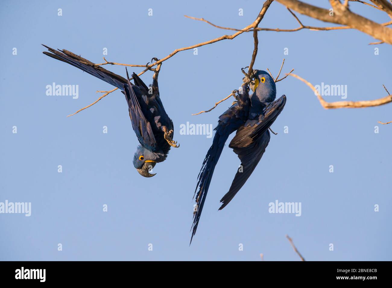 Guacamayos de jacinto (Anodorhynchus hyacinthinus) jugando en ramas de árboles, Pantanal, Brasil. Foto de stock