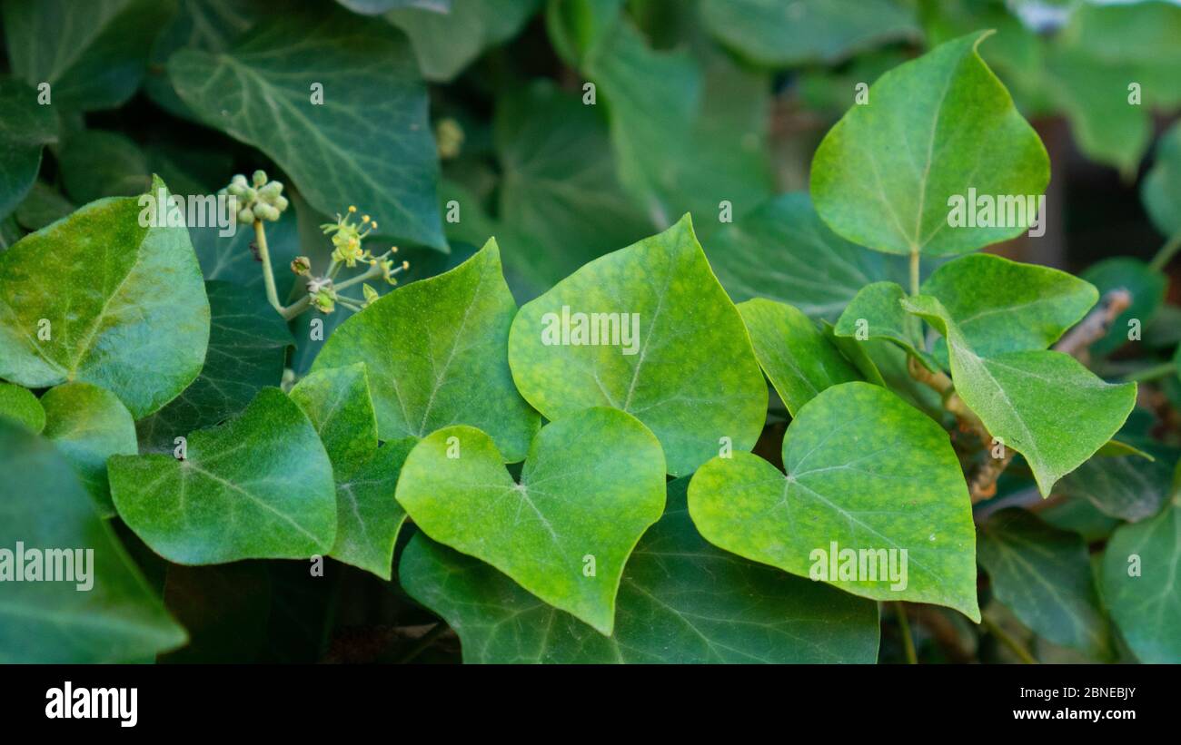 Hojas verdes en forma de corazón de la transmisión lenta. Ivy en una pared  Fotografía de stock - Alamy