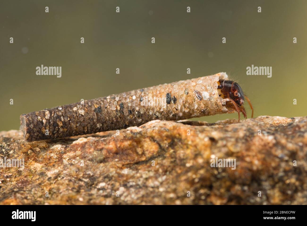 Caso de construcción de larva de caddisfly (Trichoptera), Europa, mayo