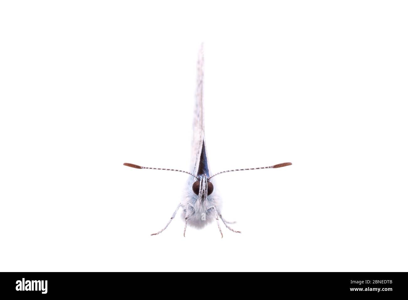 Mariposa azul común (Polyommatus icarus) macho, Francia, mayo de Meetyourneighbors.net proyecto Foto de stock