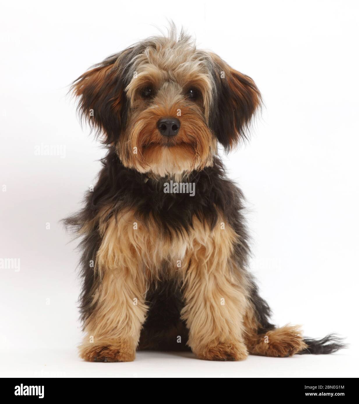 Cruzar yorkshire terrier y caniche fotografías e imágenes de alta  resolución - Alamy