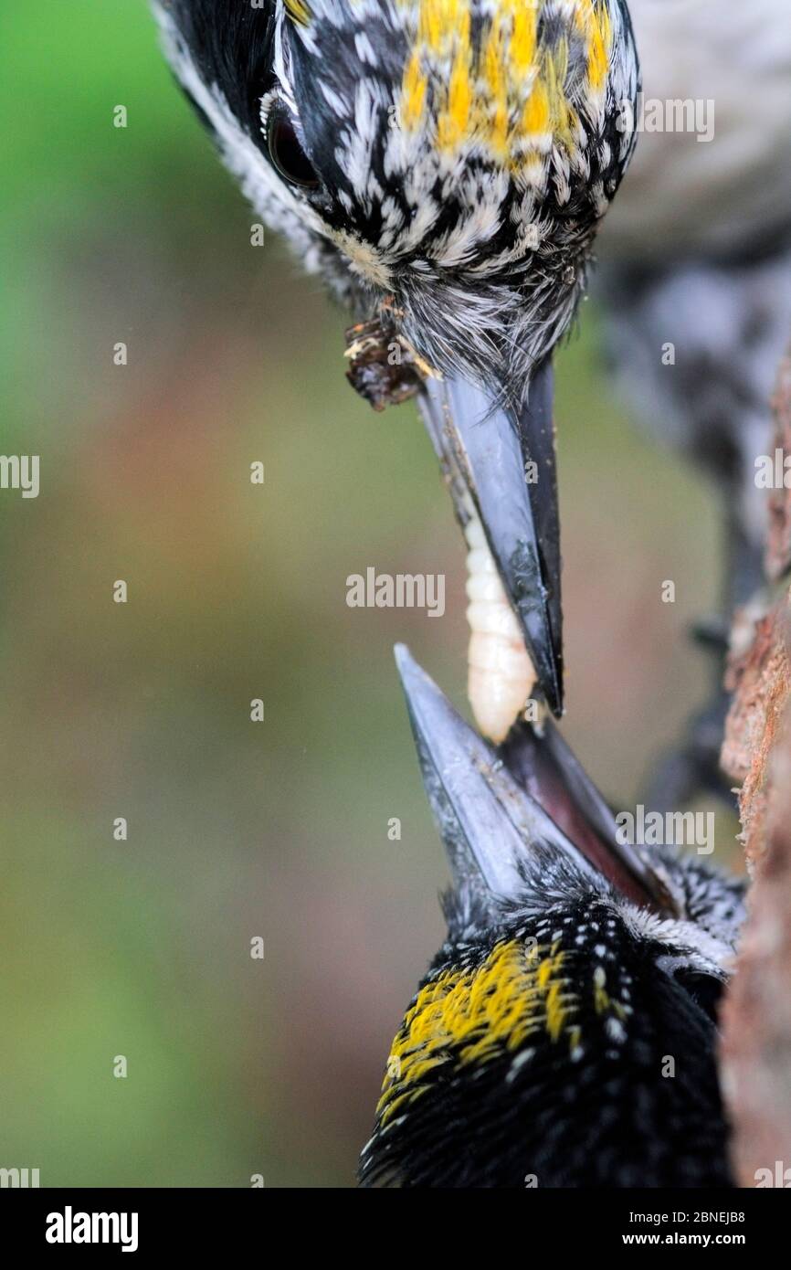 Pájaro carpintero de tres dedos (Picoides tridactylus), alimentación de adultos jóvenes con oruga, Hedmark, Noruega Julio Foto de stock