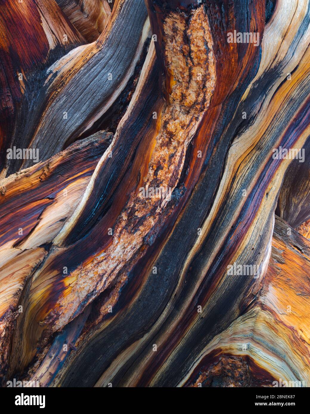 Pino cerda (Pinus aristata) vista abstracta de las capas de madera expuestas y desgastadas, Montañas Blancas, California, EE.UU. Julio Foto de stock