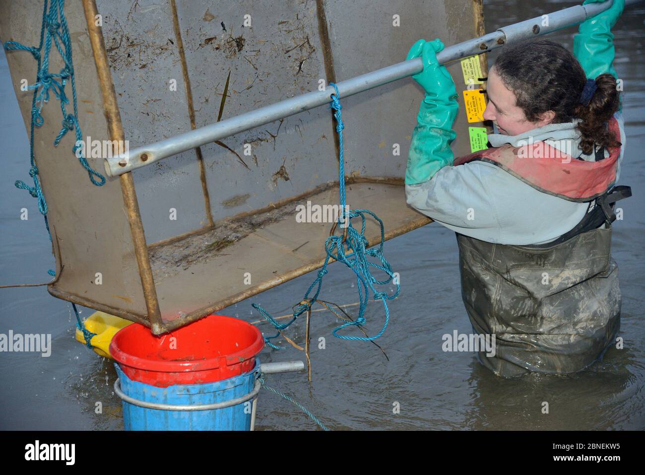 Anna Carey pesca bajo licencia con una red de medida legal para la pesca de anguila joven europea (Anguila anguila), o anguilas de vidrio, en una marea en alza en th Foto de stock