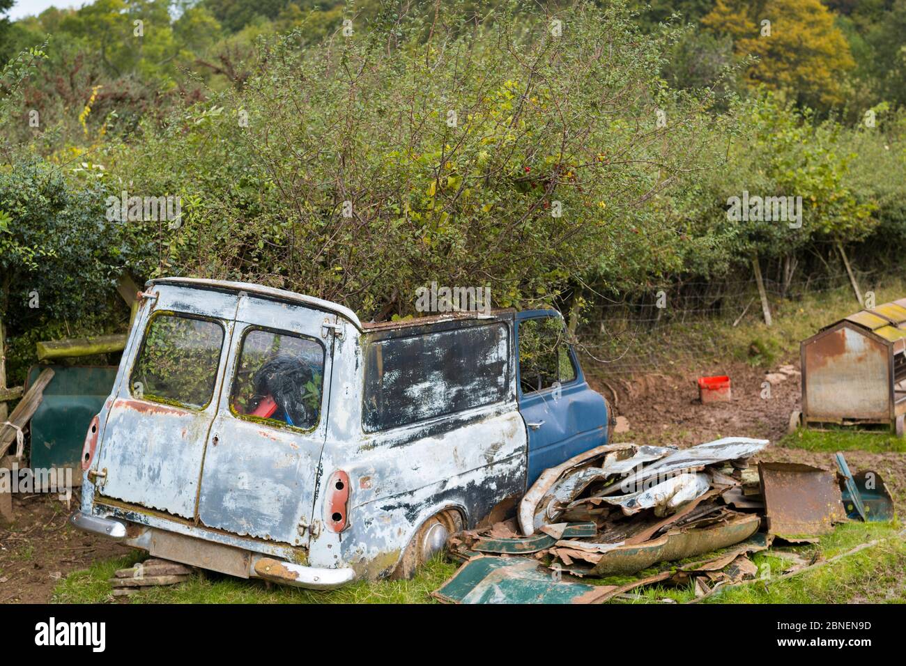 Una antigua furgoneta oxidada abandonada con un árbol que crece en una granja en Herefordshire, Reino Unido Foto de stock