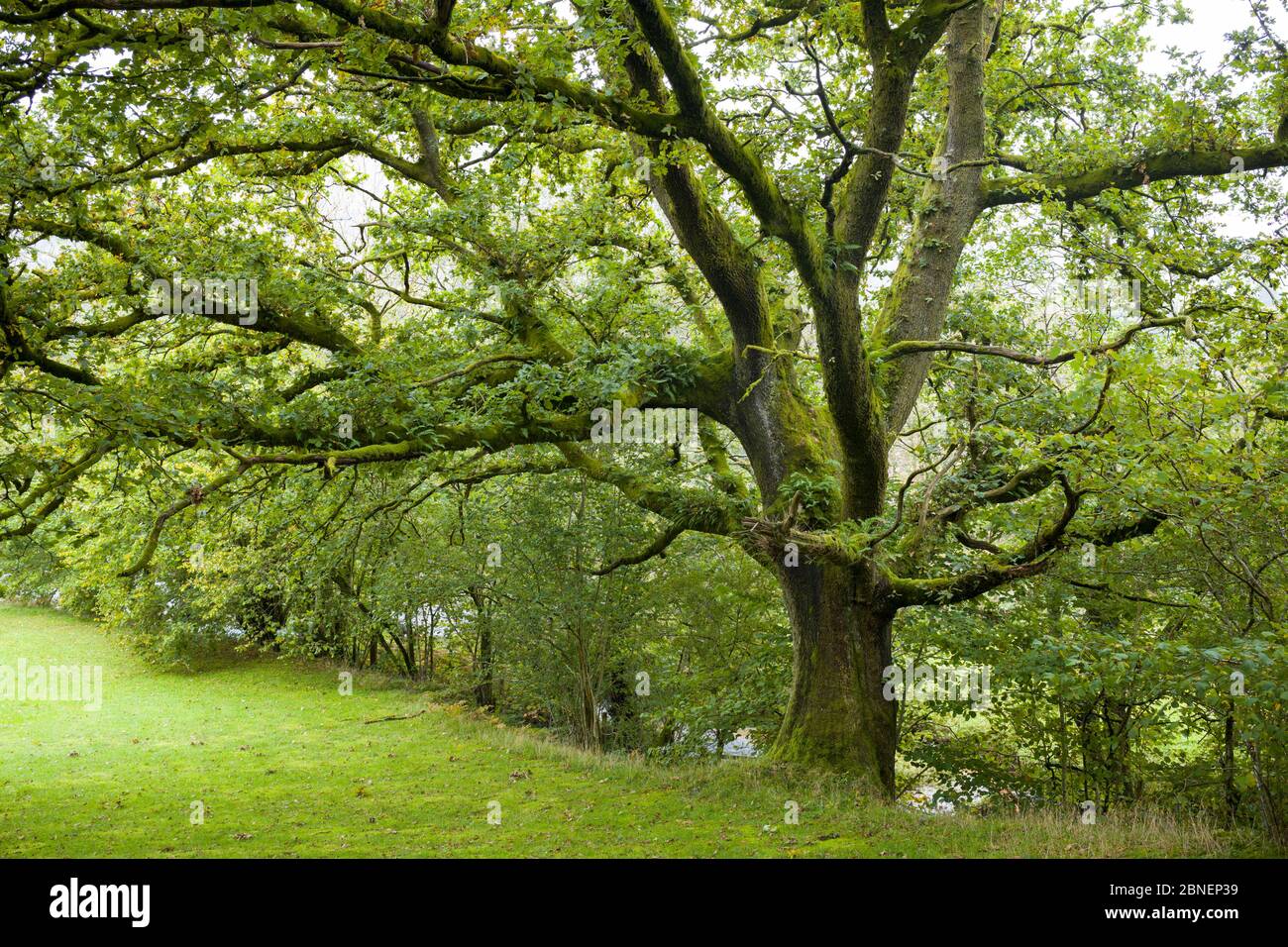 Antiguo roble, Quercus, en el típico paisaje galés en el Brecon Beacons en Gales, Reino Unido Foto de stock