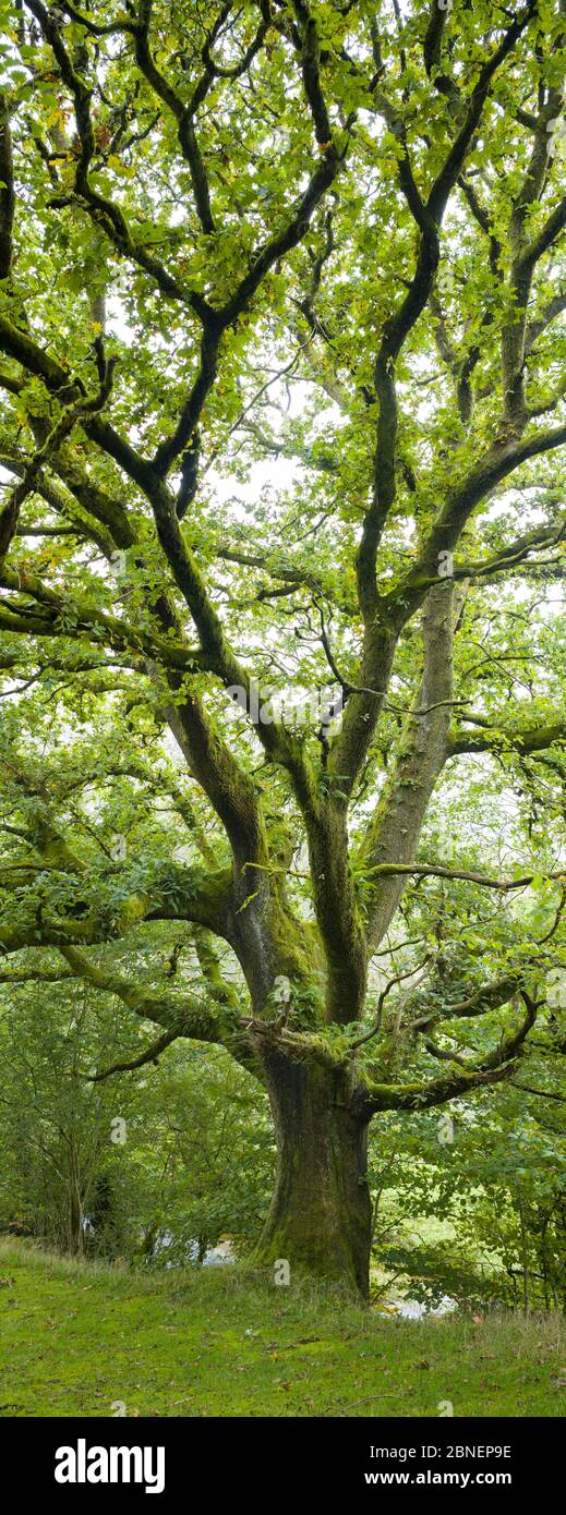 Antiguo roble, Quercus, en el típico paisaje galés en el Brecon Beacons en Gales, Reino Unido Foto de stock
