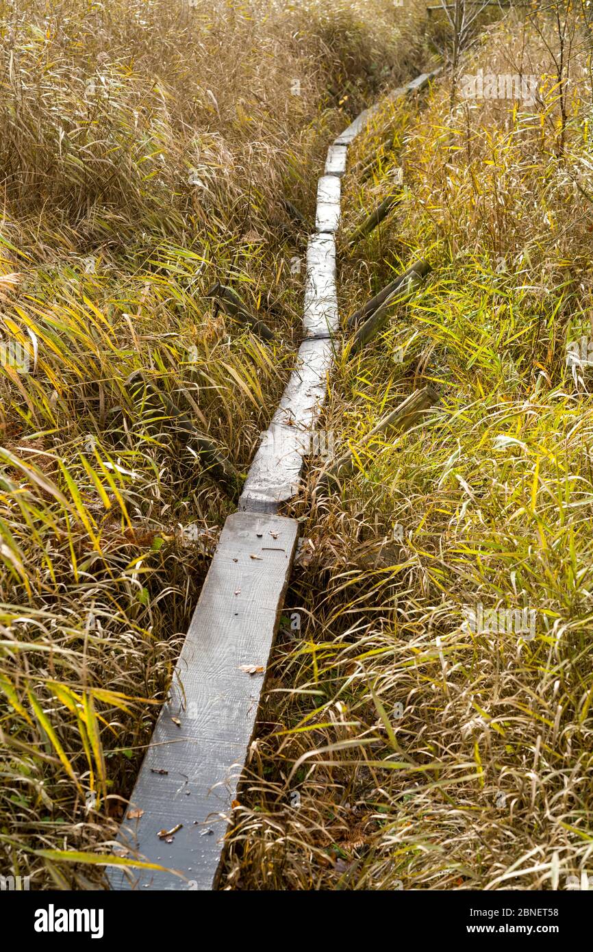 Réplica de la pista dulce - antigua vía construida en tiempos neolíticos cruzando el pantano de caña de las marismas de Avalon con polos conducidos a la turba, Somerset, Foto de stock