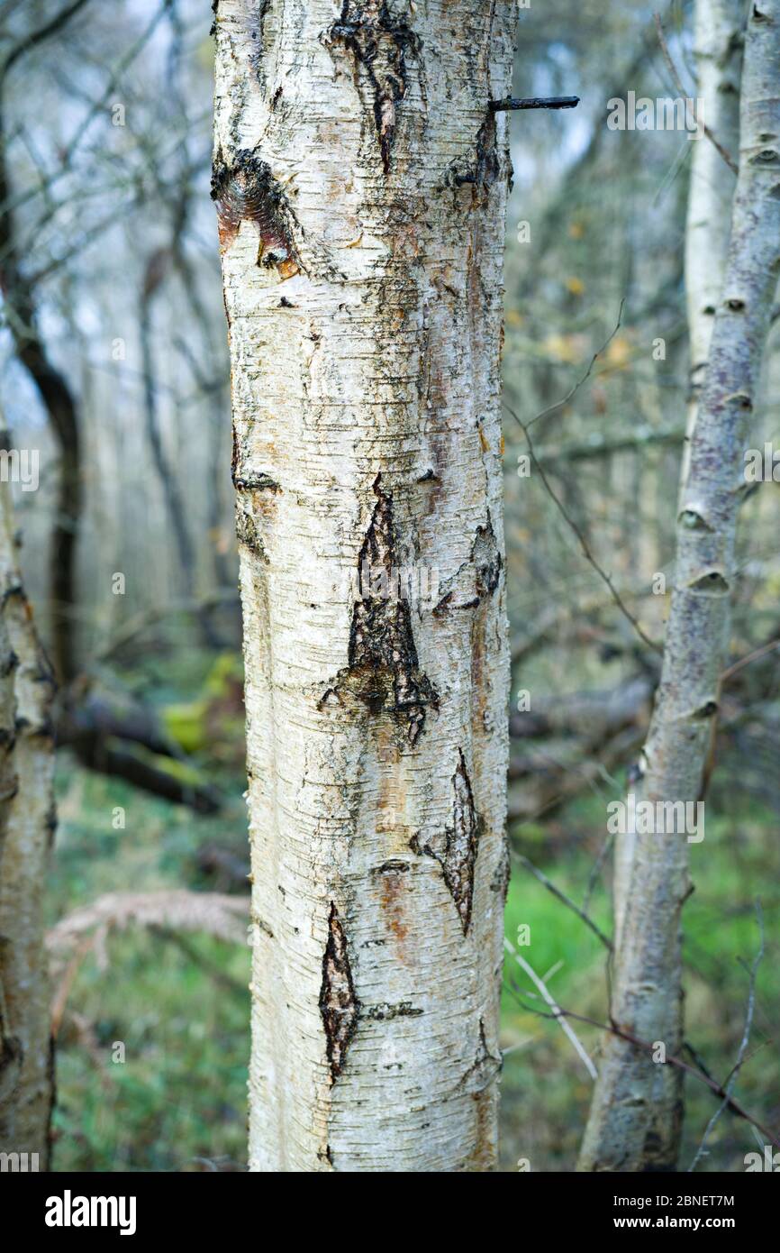 Abedul plateado - Betula péndula - árbol caducifolio en Somerset, Reino Unido Foto de stock