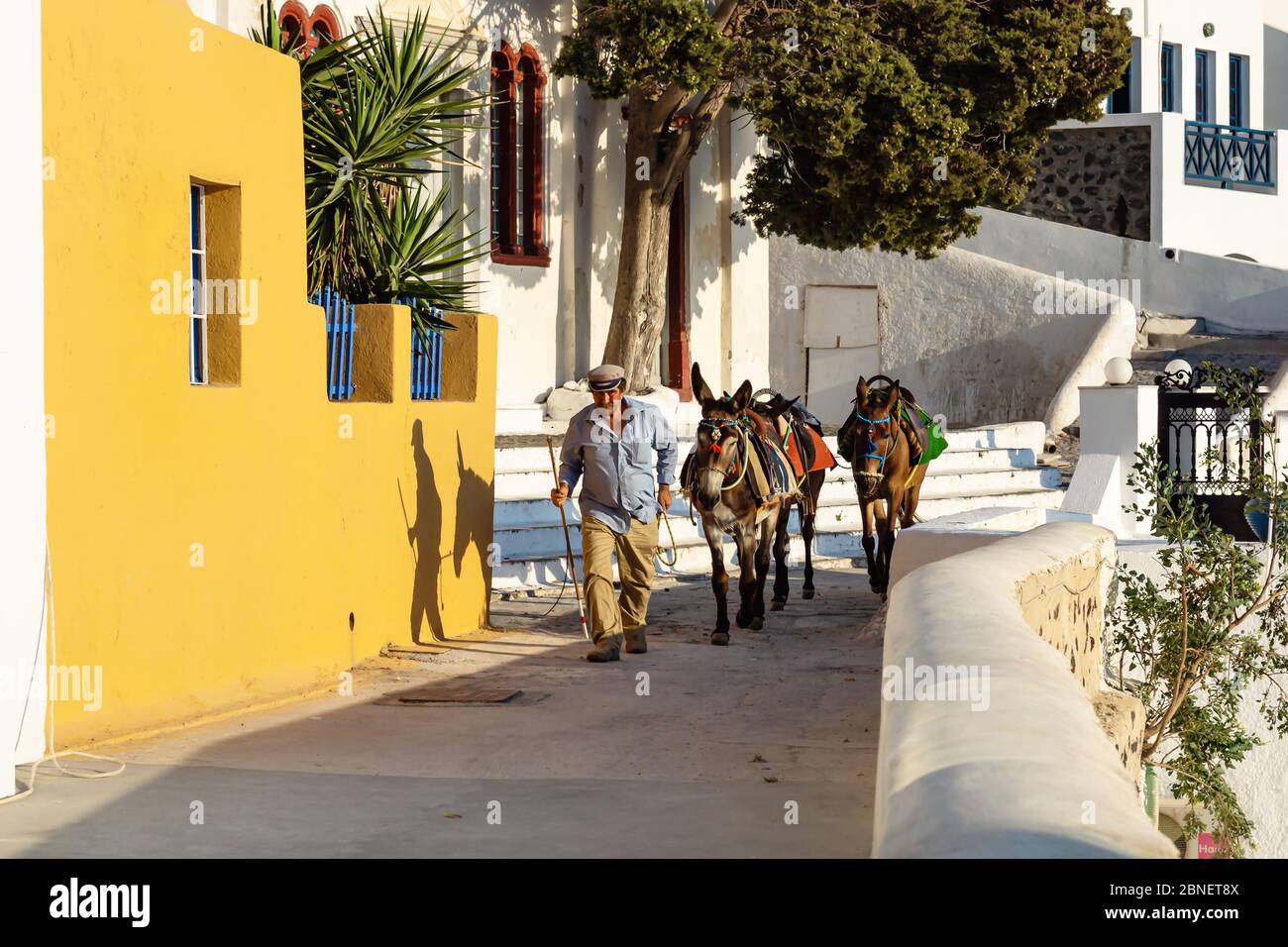 Fira, Santorini, Grecia - 20 de julio de 2014: Hombre con ropa tradicional  griega caminando con dos burros para pasear por las calles del pueblo  Fotografía de stock - Alamy