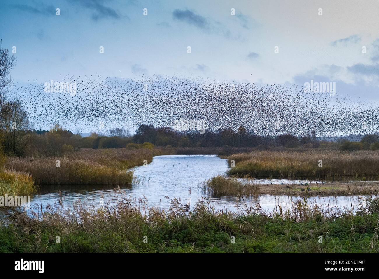 Murmuración de los Starlings - Sturnus vulgaris. Miles de aves forman formas y patrones que se deslizan juntos antes de roostar, Avalon Marshes, S. Foto de stock