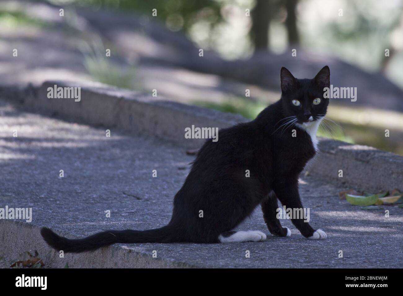 apretón Iluminar tubería Enfoque selectivo de un gato negro en uno de Las calles de Río de Janeiro  Fotografía de stock - Alamy