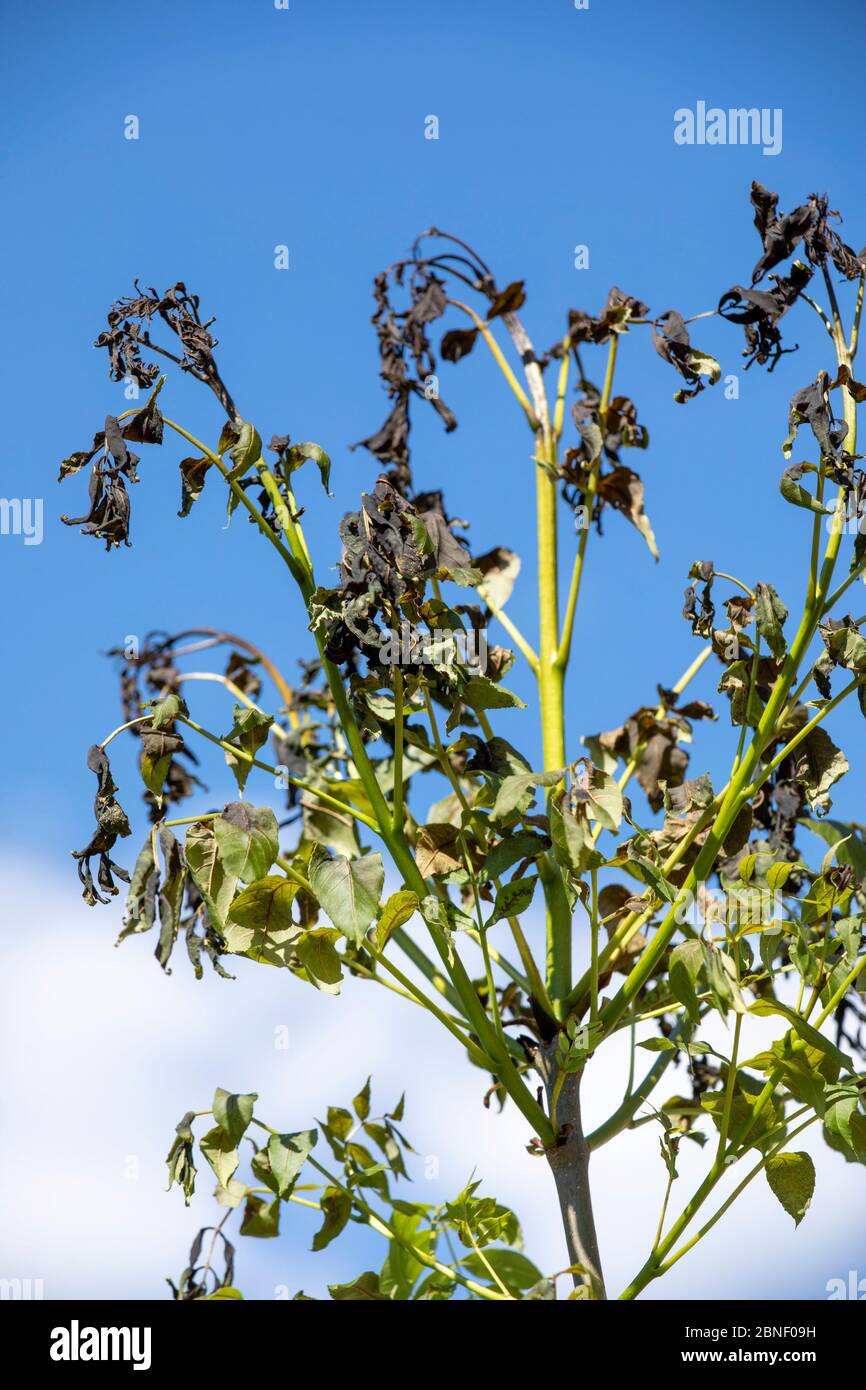 Hymenoscyphus fraxineus - un hongo ascomycete que causa la enfermedad de hongos de la dieback de la ceniza - en un árbol común joven de la ceniza, Fraxinus excelsior, en Inglaterra Foto de stock